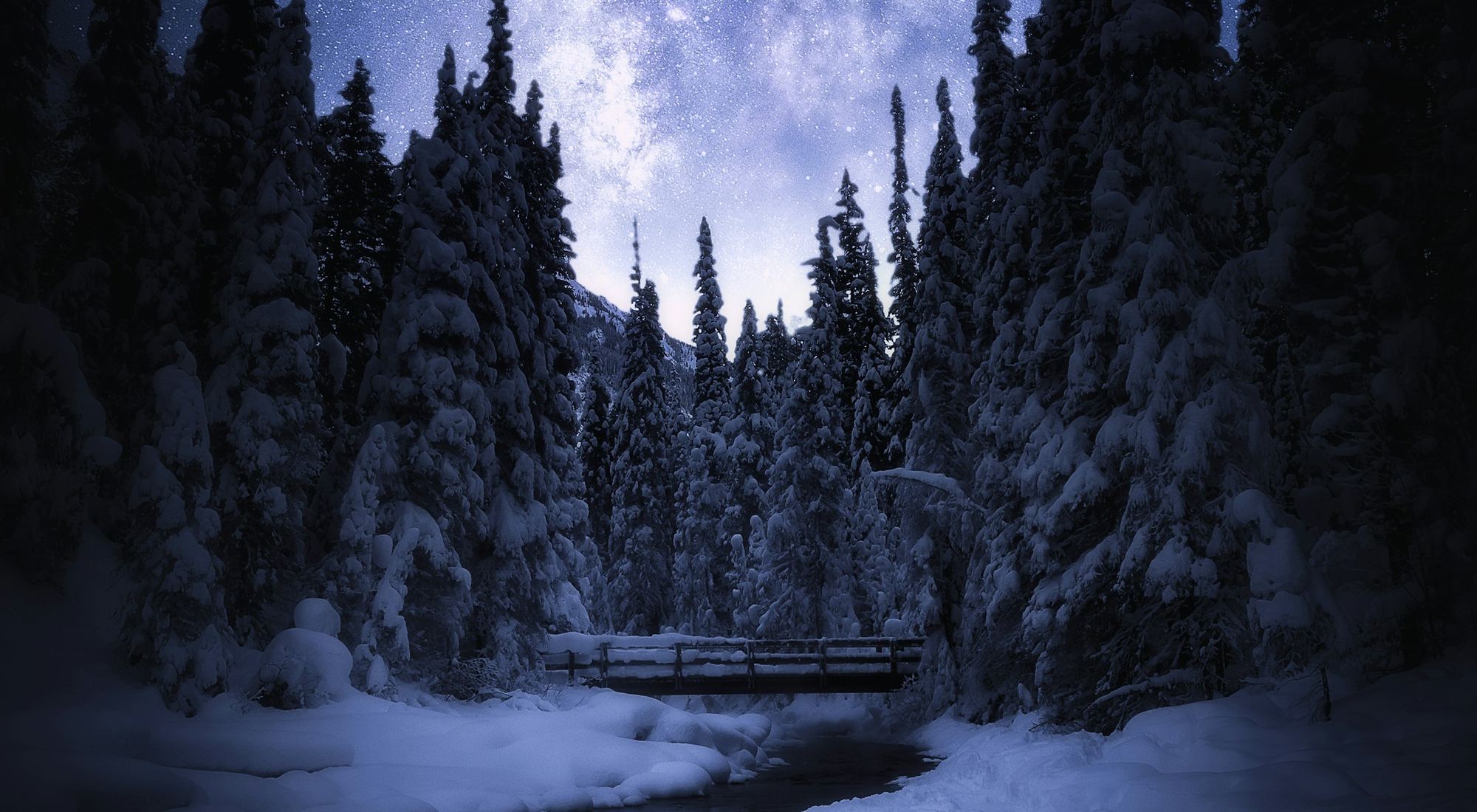 Snow-covered pine forest under a starry winter night sky