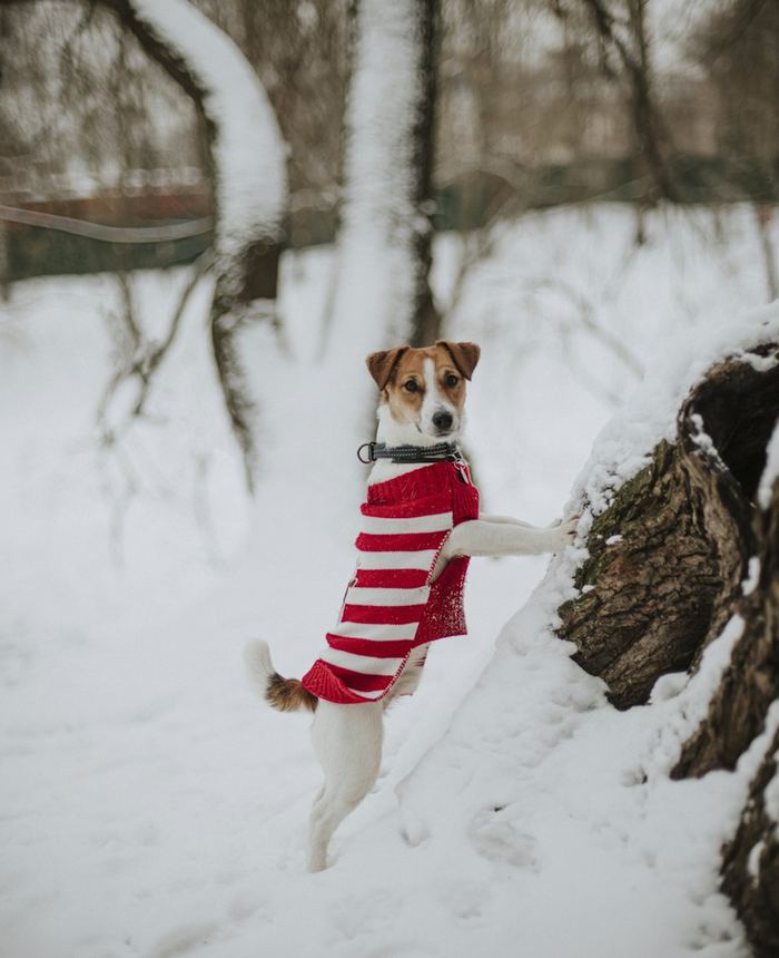 A small dog in a knit sweater playing in the snow